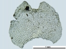 Nardia insecta