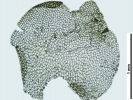 Nardia insecta