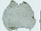 Nardia insecta