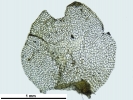 Nardia insecta