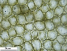 Nardia insecta