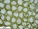 Nardia insecta