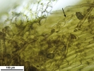 Nardia insecta