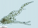 Nardia insecta