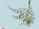 Nardia insecta