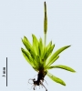 Tortula schimperi