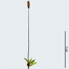 Tortula schimperi