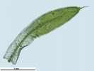 Tortula schimperi