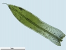 Tortula schimperi