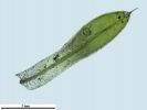 Tortula schimperi