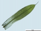 Tortula schimperi