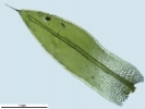 Tortula schimperi