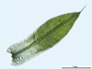 Tortula schimperi