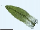 Tortula schimperi