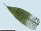 Tortula schimperi
