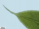 Tortula schimperi