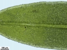 Tortula schimperi
