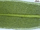 Tortula schimperi