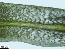 Tortula schimperi