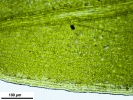 Tortula schimperi