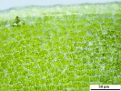 Tortula schimperi