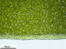 Tortula schimperi