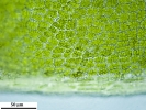 Tortula schimperi