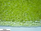 Tortula schimperi