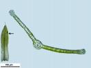 Tortula schimperi