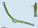 Tortula schimperi
