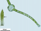 Tortula schimperi