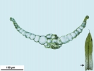 Tortula schimperi