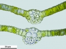 Tortula schimperi