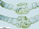 Tortula schimperi