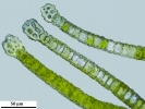 Tortula schimperi