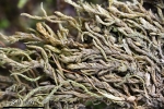 Myrinia pulvinata