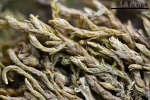 Myrinia pulvinata