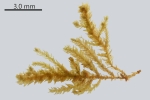 Myrinia pulvinata