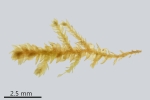 Myrinia pulvinata