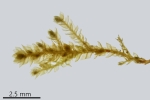 Myrinia pulvinata