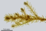 Myrinia pulvinata