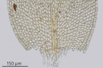 Myrinia pulvinata
