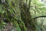 Pedinophyllum interruptum