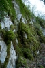 Pedinophyllum interruptum