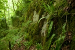 Pedinophyllum interruptum