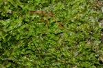 Pedinophyllum interruptum