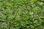 Pedinophyllum interruptum