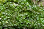 Pedinophyllum interruptum