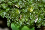 Pedinophyllum interruptum