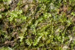 Pedinophyllum interruptum